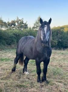 Entier percheron 