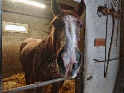 Cheval : cob normand à vendre