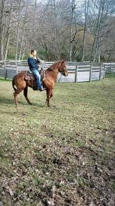 Joeyson, cheval hongre quarter horse, 10 ans