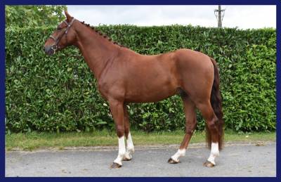 Fox des m z (for pleasure x wandor vd mispelaere)