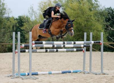 Poney de sport à vendre - cso/cce