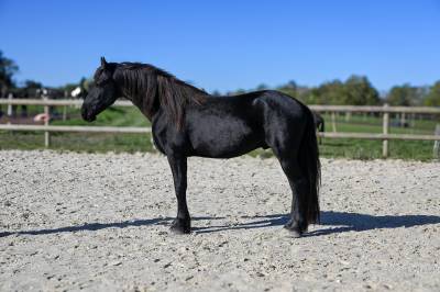 Storm entier frison de 4 ans monté et attelé