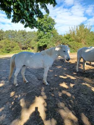 Vente cheval