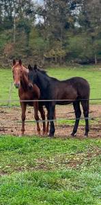 Poulain mâle kwpn dressage