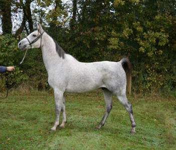 Superbe cheval gris de 8 ans , 157cm, plein papier