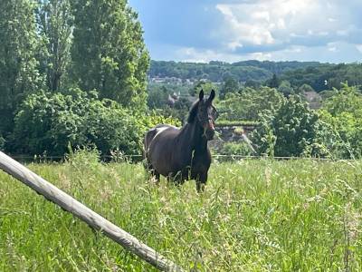 Vente cheval concours