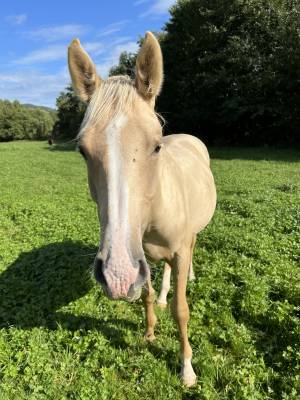 Pouliche palomino