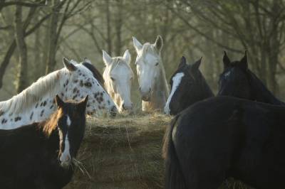 Pension pour chevaux proche d'angers