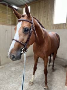 Cheval de sport 4 ans 