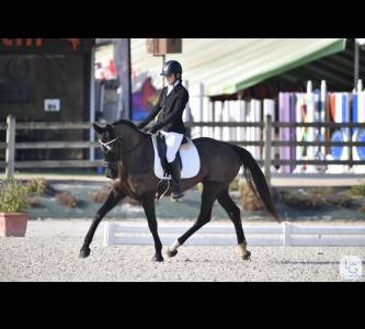 Dp sur cheval de dressage 