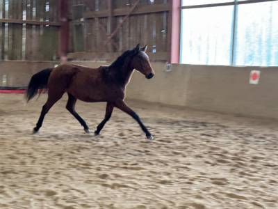 Pouliche lusitanienne de 2 ans 