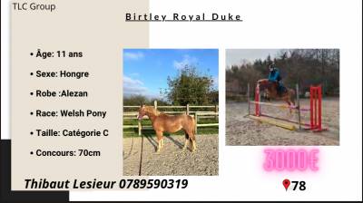 Poney c a vendre 