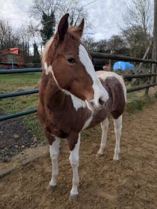 Pouliche paint horse 