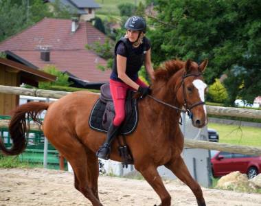 Selle français 7 ans prêt sur 115