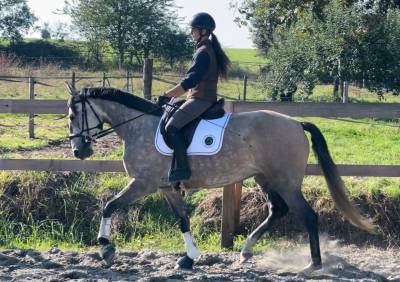 Jument lusitanienne pp 5 ans