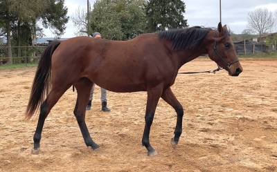 Jument anglo arabe pour endurance/loisirs