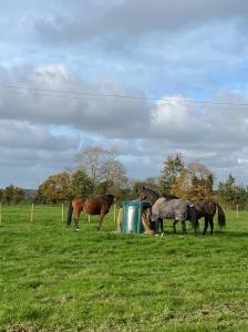 Pension pré chevaux calvados
