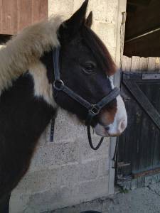 Poney mâle, 2ans