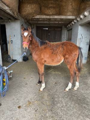 Cheval selle français hongre  ne en 2024