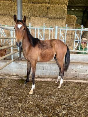 Cheval selle français hongre ne en 2024