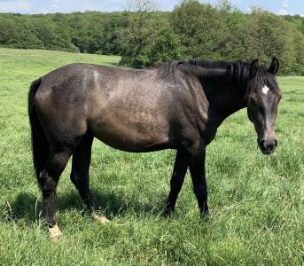 à vendre jolie petite jument grosse qualité de saut 