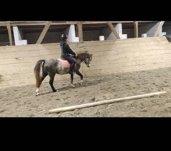 Ponette welsh pony pp 