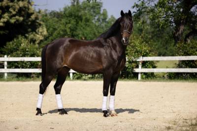 Hongre kwpn dressage