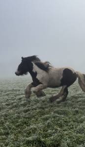 Silky legend vd gth : saillie étalon de loisir irish cob