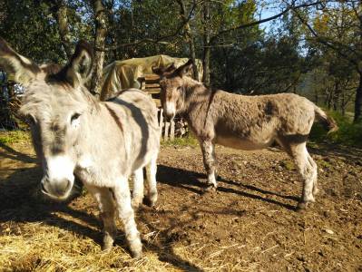 Deux ânes de provence