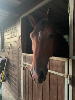 Cheval welsh cob pp