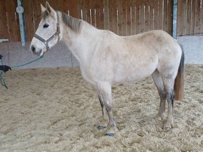 A vendre poney femelle onc 10 ans