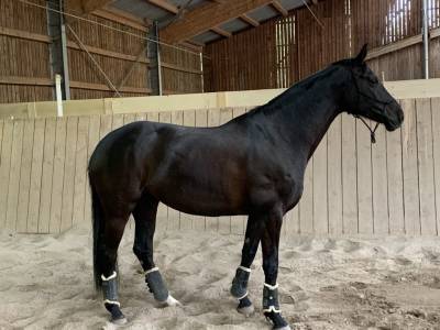 Jument - hanovrienne - 2013 - 1,67m - dressage