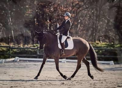 Jument - hanovrienne - 2013 - 1,67m - dressage