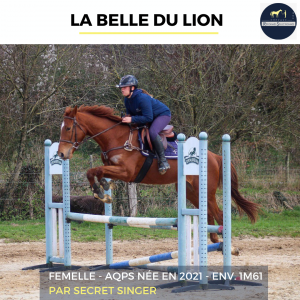 Magnifique aqps de 4 ans - la belle du lion