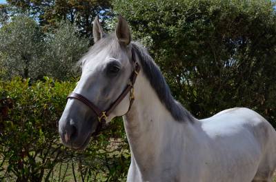 A vendre lusitanien dressage/loisirs :