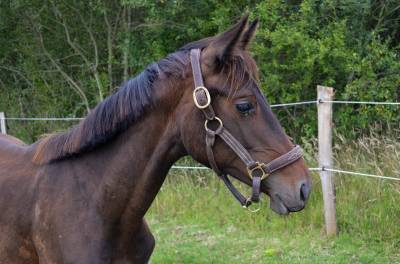 A vendre pouliche de dressage 