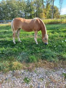 Jument haflinger