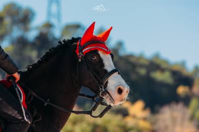 échange contre poney d