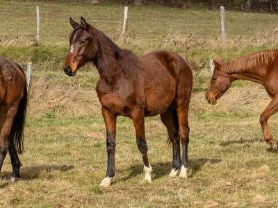 Poulain de dressage