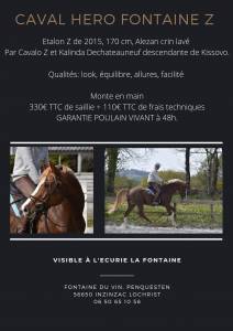 Caval hero fontaine z : étalon z