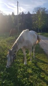 A vendre hongre onc gris truité de 2012