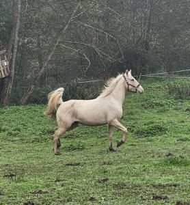 Cheval oc de 8 ans palomino 