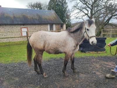 Vente poney de sport de 5 ans