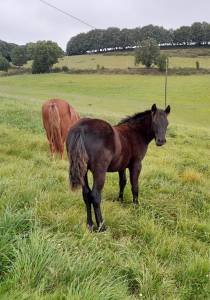 Poulain new forest