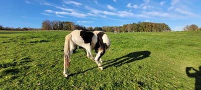 Chevaux Anglo-Arabe Pie à vendre | Equirodi Belgique