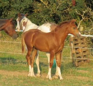 Poulain plein papier new forest de croisement 