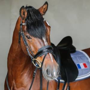 Swyn barrade : swyn barrade, étalon welsh cob agréé welsh & pfs