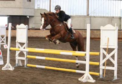 Jerry lee de lachem : jerry lee de lachem, welsh cob, agréé welsh,pfs,pottok