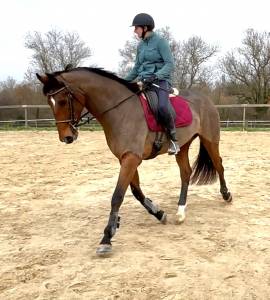 à confier jument de dressage 