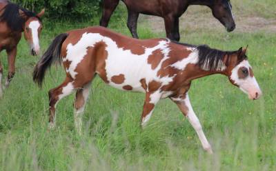 Pouliche paint horse 